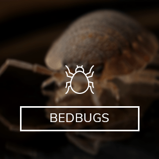 icons images._altbedbugs