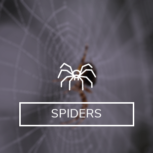 icons-images_altspiders