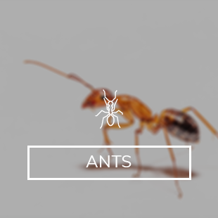 icons-images_ants