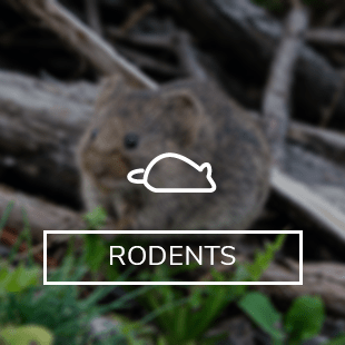 icons imagesalt_rodents